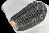 Adrisiops Weugi Trilobite - Recently Described Phacopid #110710-5